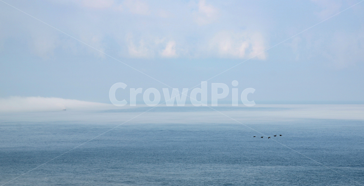 제주도,제주바다,바다,새,자연,풍경,조류,자연,풍경,nature,landscape,outdoors,옥외
