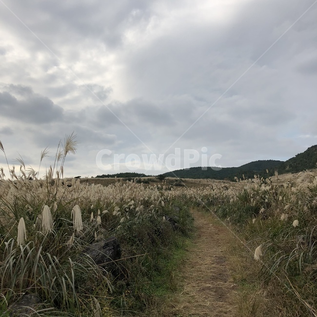 grass,잔디,plant,식물,가을,산책길
