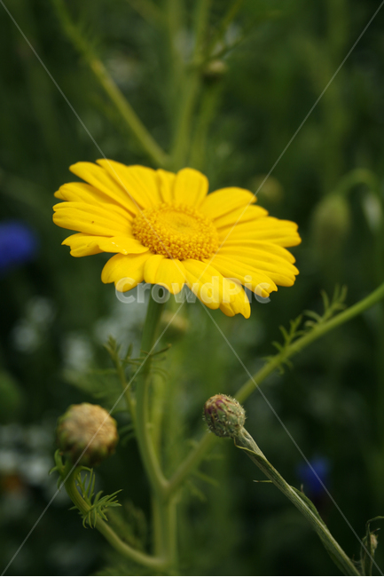 쑷갓꽃,식물,flower,plants,nature,꽃,꽃봉오리,꽃밭,식물,자연,plants,nature,꽃,flower