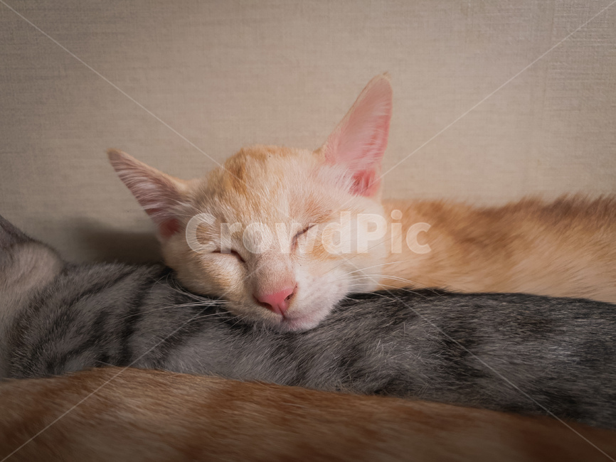 pet,abyssinian,아비시니아,animal,동물,cat,애완동물,포유류,mammal,고양이,잠자는,반려동물,냥이,kitten,kitty,반려묘,귀여운동물,sleeping,귀여움,잠든모습,동물,animal,포유류,mammal,고양이,cat,kitten,kitty