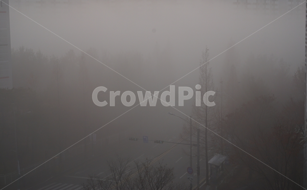 weather,날씨,finedust,미세먼지,yellowdust,황사,ultrafinedust,초미세먼지,nature,자연,fog,안개,tree,나무,도로,road,옥외,outdoors