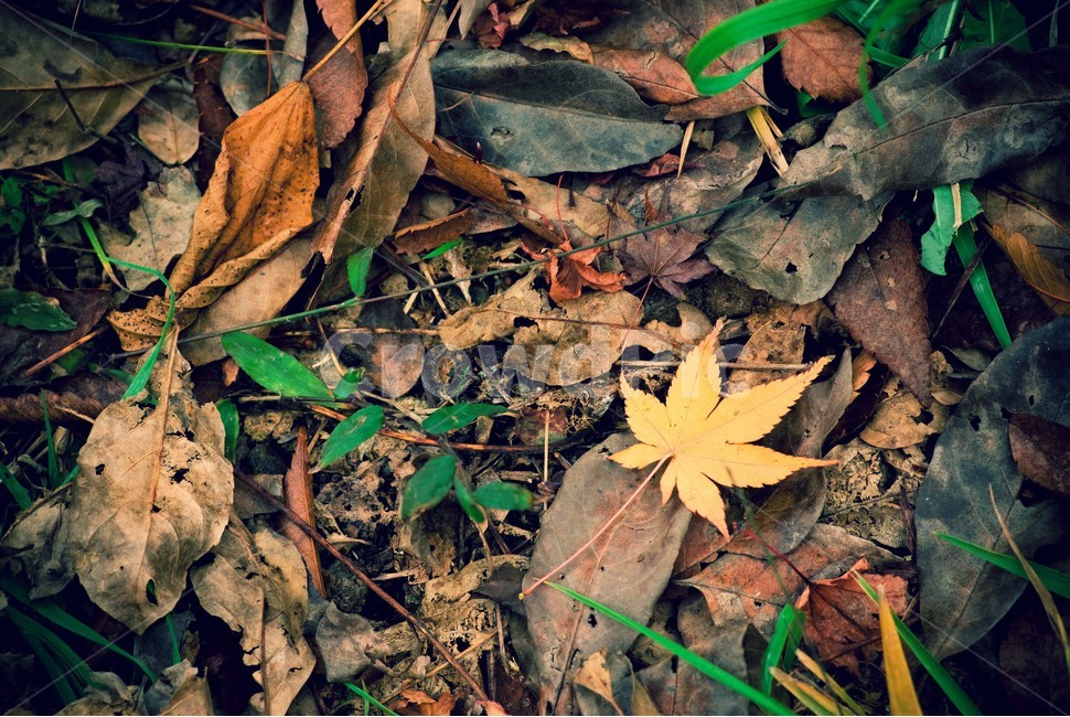 낙엽,가을,우수,쓸쓸한,쓸쓸함,leaf,잎,plant,식물,서정적,가을,계절,fall,autumn,season