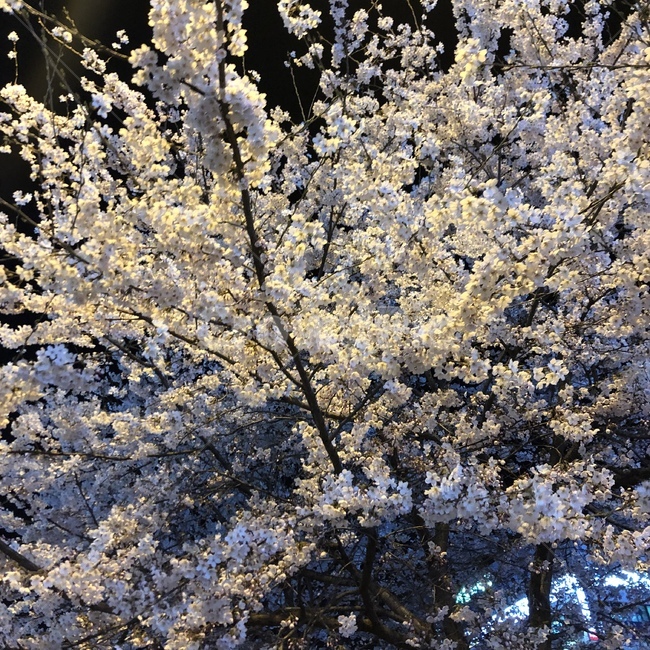 벚꽃,봄,밤,벚나무,벚꽃나무
