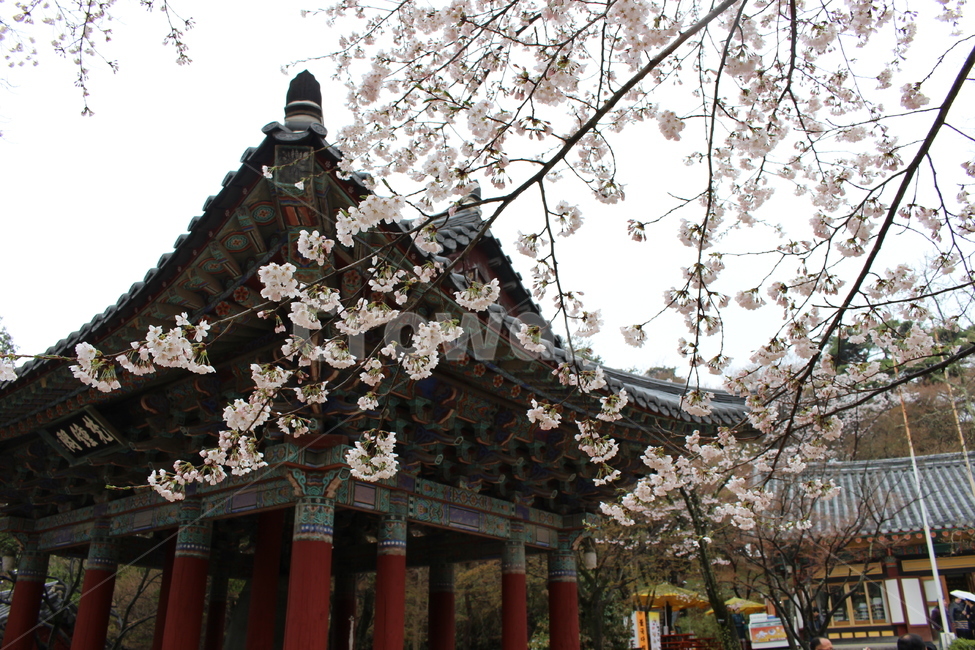 경주,불국사,벚꽃,전통,봄,문화재,관광지,기와,꽃,봄,계절,spring,season,한국전통,한국문화,korean traditional,korean culture,건축물,건물외관,exterior,building,structure,architecture,construction,plant,식물