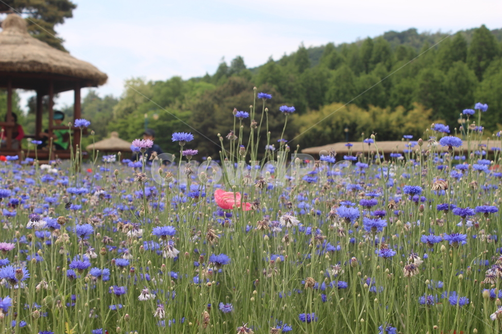 양귀비,수레국화,꽃밭,꽃,flower,flowers