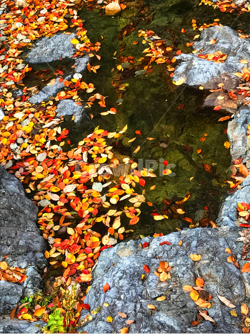 가을,나뭇잎,단풍,시냇물,바위,leaf,가을,계절,fall,autumn,season,잎,plant,식물,tree,나무