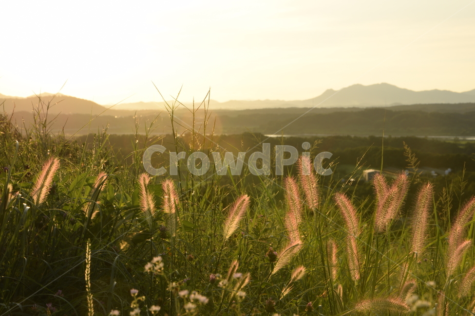 강아지풀,해질녁,석양,해넘이,태양,하늘,산,풀,자연,풍경,해넘이풍경,foxtail,sunset,sun,sky,mountain,grass,nature,landscape,노을,자연,풍경,nature,landscape,식물,plants,휴식,힐링,rest,relaxation,healing,잔디,plant,lawn
