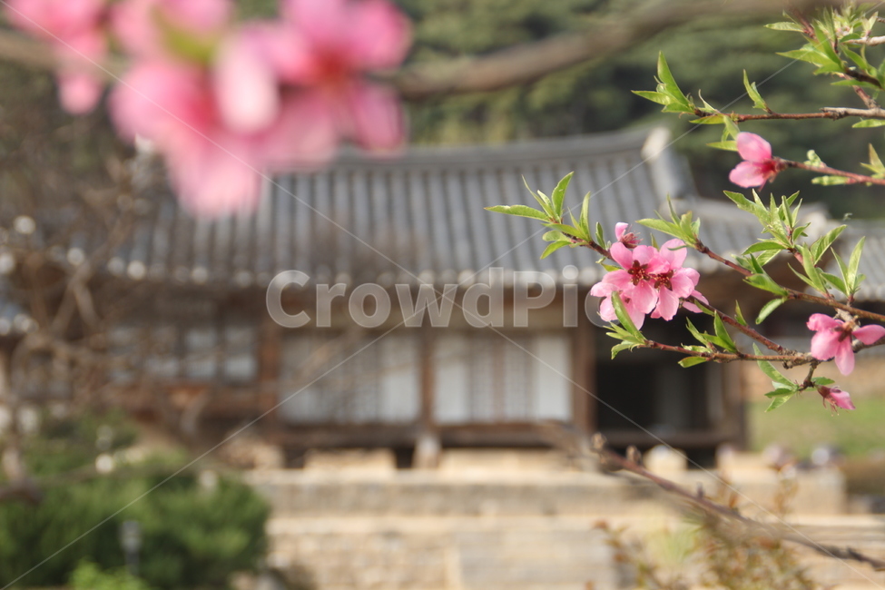 명재고택,고택,봄,목조건물,꽃,배경,논산,myeongjae,oldhouse,spring,woodenbuilding,flower,nonsan,background