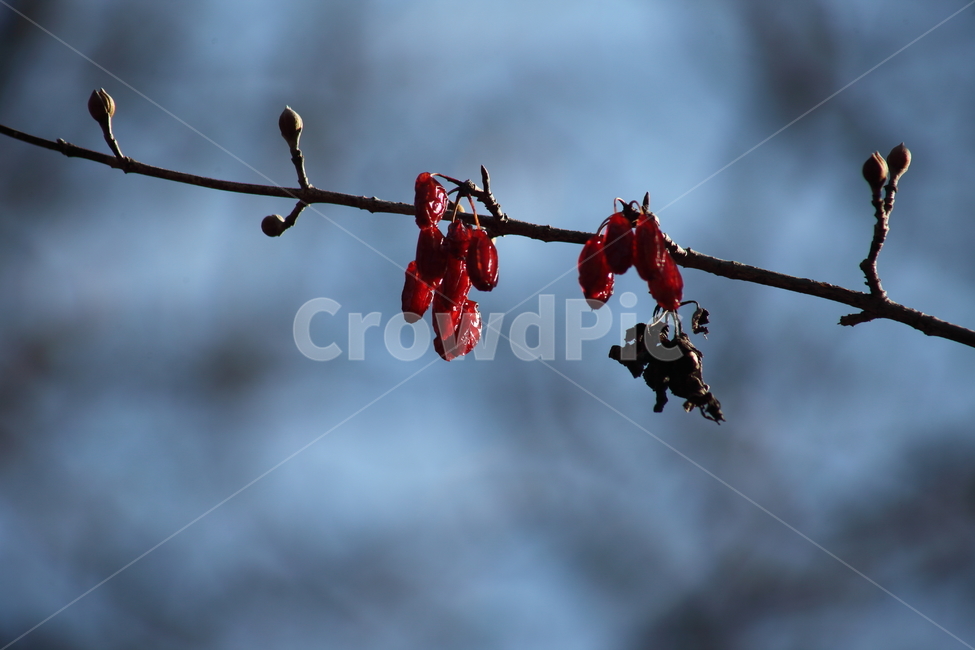 산수유,열매,빨강,가을,japanesecorneliancherry,가을,계절,fall,autumn,season,식물,자연,plants,nature,과일,열매,fruit