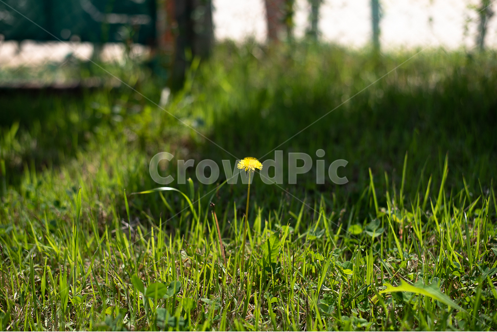 들꽃,꽃,민들레,자연,식물,풀,잎,들판,길가,길꽃,꽃잎,식물,자연,plants,nature,꽃,flower