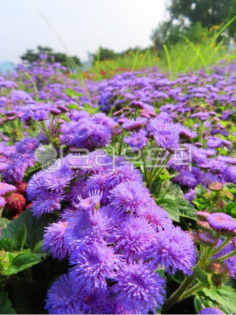 아게라텀,꽃,아게라텀꽃,식물,자연,보라색꽃,보라꽃,국화,국화과,불로화,멕시코엉겅퀴,야생화,들꽃,잎,꽃잎,꽃,flower