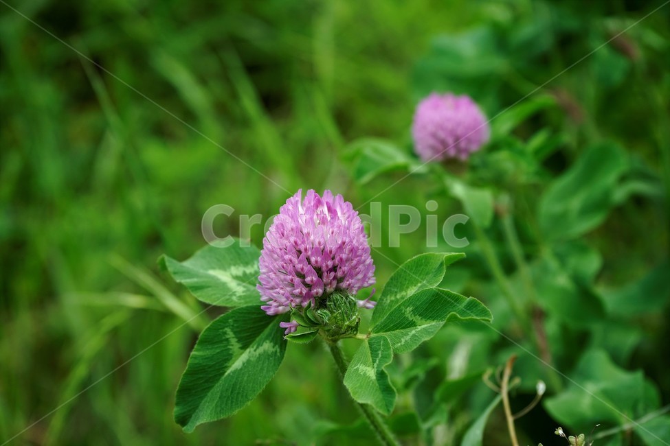 토끼풀,붉은토끼풀,귀화식물,풀,클로버,crimsonclover,grass,green,nature,plant,redclover,trifolium