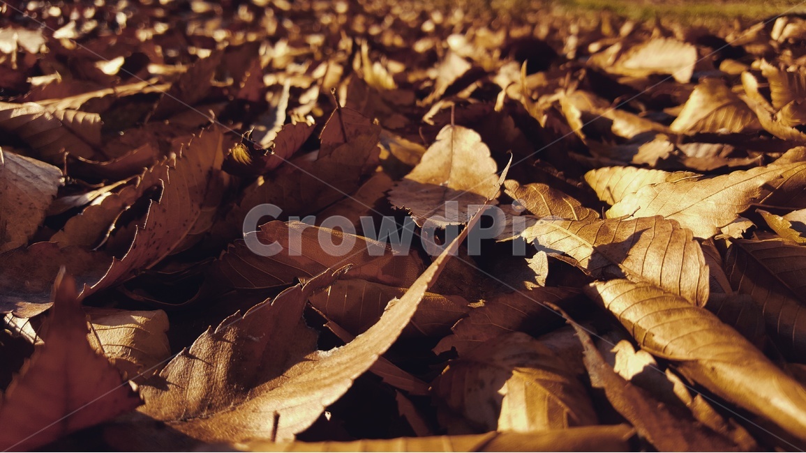 낙엽,가을,겨울,쓸쓸함,brown,가을,계절,fall,autumn,season,leaf,잎,plant,식물