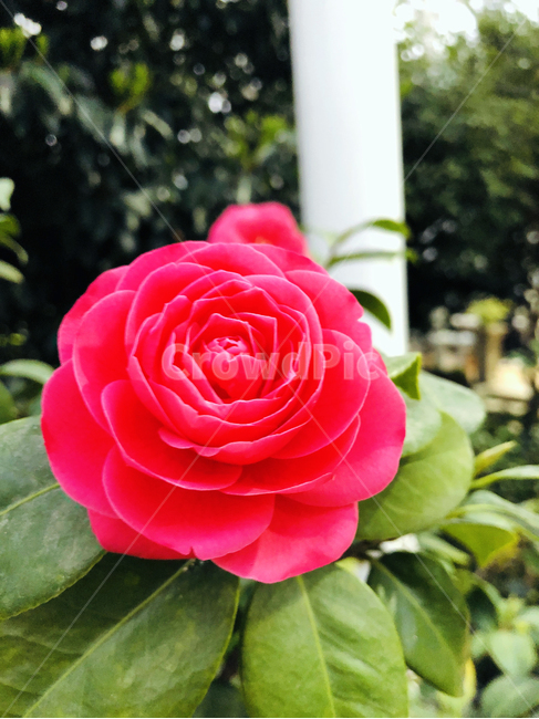 꽃,동백꽃,빨강,동백나무,camelliaflower,flower,camellia,red,redcamellia,blossom,식물,자연,plants,nature,꽃,flower