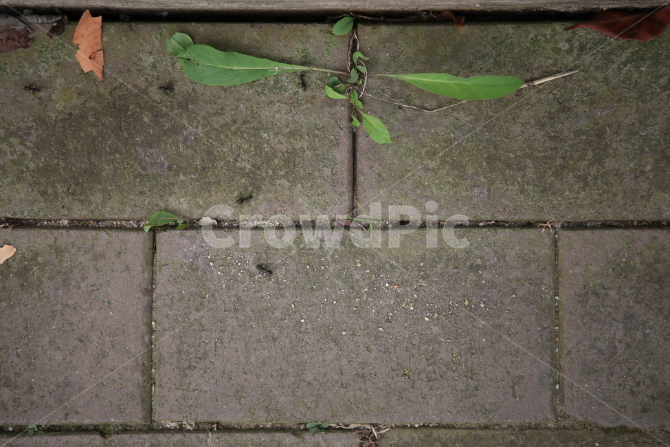 개미,나뭇잎,바닥,자연,감성,식물,자연,plants,nature