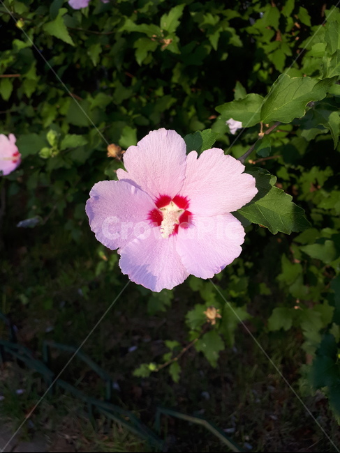 plant,식물,flower,꽃,blossom,무궁화