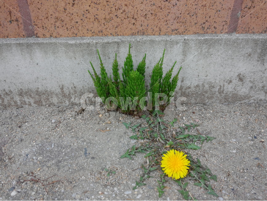 쇠뜨기,민들레,꽃,식물,약용식물,풀,식물,자연,plants,nature,꽃,flower