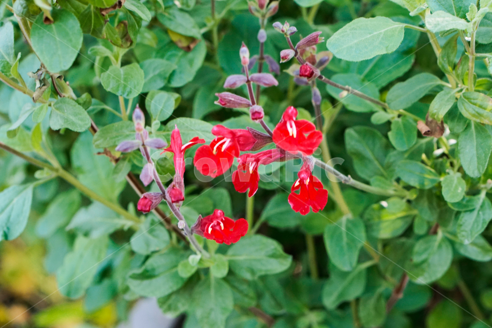 허브,꽃,식물,온실,화원,생화,조화,flower,plant,nature,자연,식물,자연,plants,nature,꽃,flower