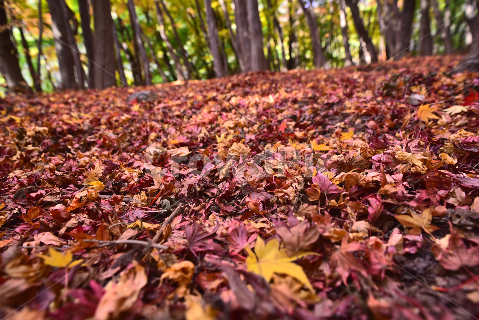 가을,단풍,한국자연경관,한국자연풍경,단풍잎,가을배경,계절,시즌,autumn,fall,background,maple,outdoor,야외,옥외,아웃도어,자연,배경,바탕,백그라운드,환경,tree,plant,leaf,natural,environment,forest,단풍숲,힐링,healing,ground,바닥,나무,식물,낙엽길,가을,계절,fall,autumn,season,잎