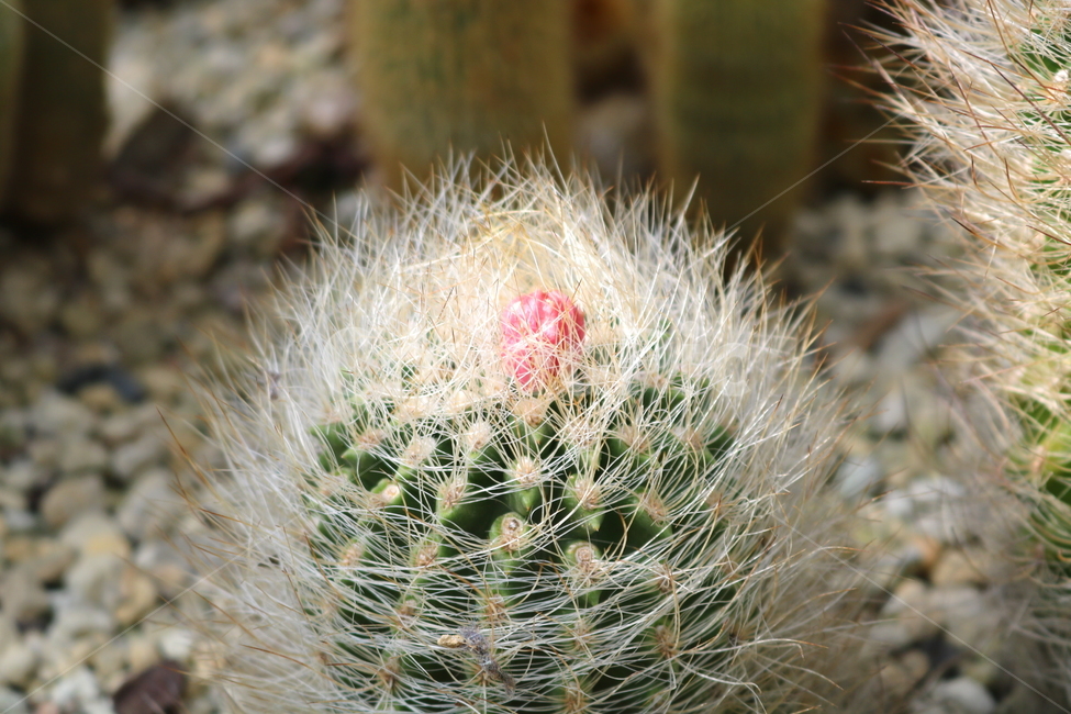 선인장,마밀라리아,식물,자연,가시,식물,자연,plants,nature