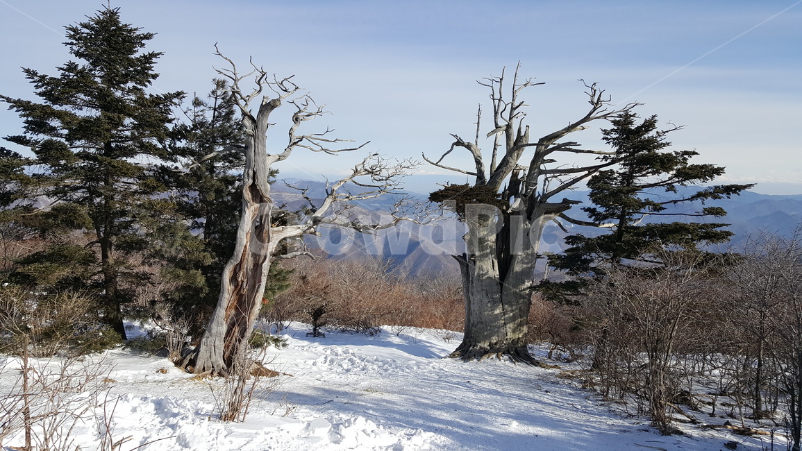 태백산,주목,등산,눈,겨울산