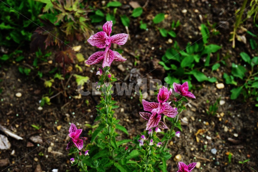 blossom,flower,꽃,plant,식물,분홍꽃