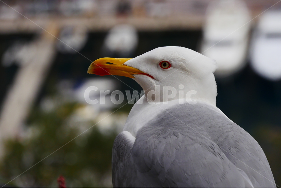갈매기,bird,seagull,새,animal,동물,새옆모습,얼굴,머리,두상,부리,조류,조두,동물,animal,조류,새,birds
