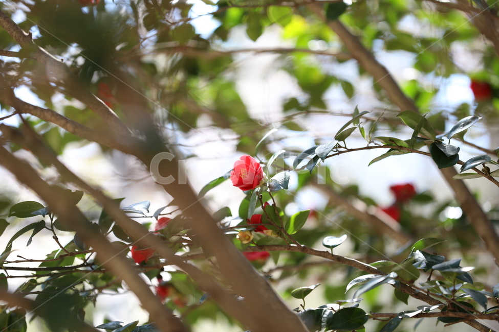봄꽃,봄,flower,springfield,동백꽃