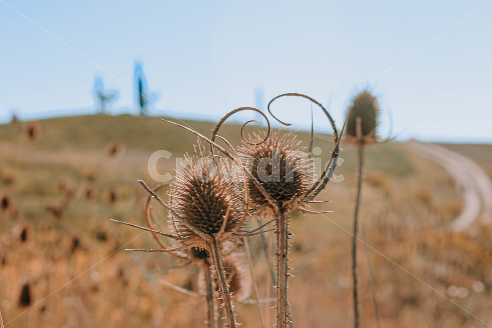 plant,식물,arachnid,투스카니,tuscany,toscana,italy,이탈리아