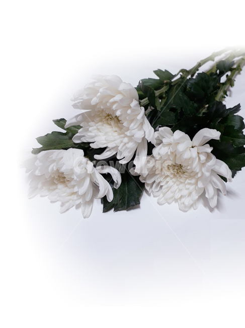 흰국화,명복,상조,조의,추모,슬픔,흰색,꽃,flower