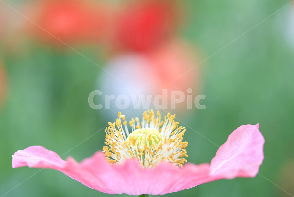 양귀비,사랑,열정,아름다움,심플,식물,자연,plants,nature,꽃,flower