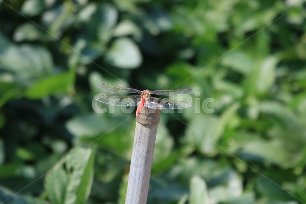 잠자리,곤충,날개,자연,초록,dragonfly,tonbo,insect,konchuu,wings,tsubasa,nature,green,midori,주황,orange,orenziiro,동물,animal,곤충,벌레,insect,bug