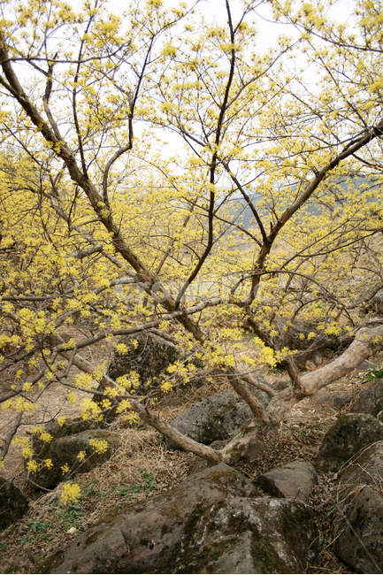 산수유,봄꽃,봄,봄날,노란색,감성,꽃,spring,flower,봄,계절,spring,season,식물,자연,plants,nature,꽃,flower,tree,나무,plant,tree trunk,나무 줄기