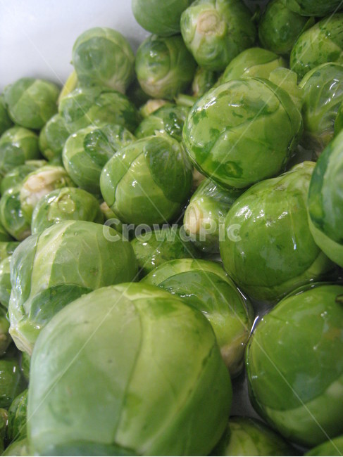 미니양배추,특이채소,양배추,brusselsprouts,호주채소,서양채소,식물,초록색