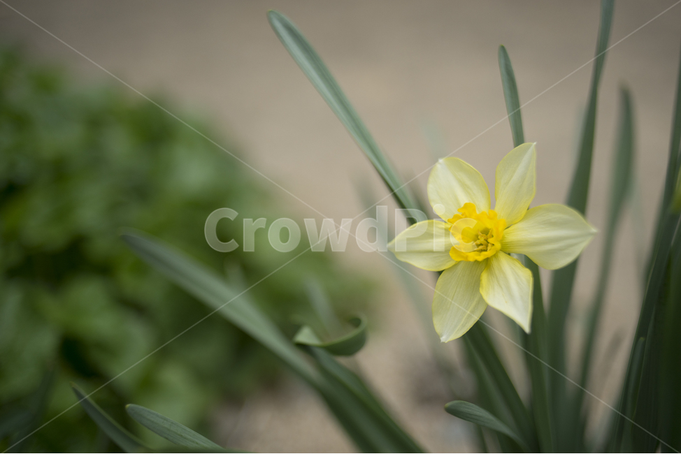 spring flowers,new spring,daffodil,Spring news,flower