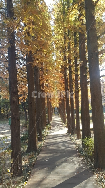 나무,공원,길,공기,숲,자연,풍경,nature,landscape,한국자연풍경,한국자연경관,korea nature landscape,식물,plants,나무,trees,wood,plant,tree,tree trunk,나무 줄기