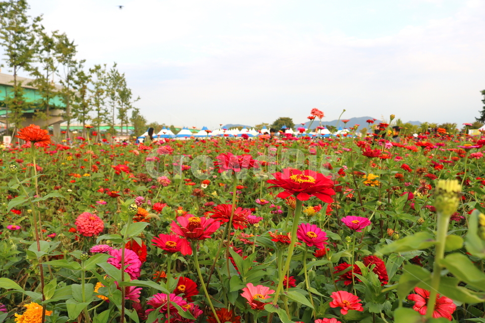 백일홍,꽃,백일홍꽃,식물,자연,국화과,식물,자연,plants,nature,꽃,flower