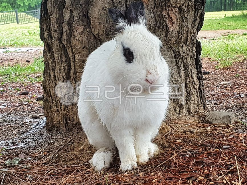 토끼,귀여운,포유류,동물,animal,rabbit,식빵자세,나무,흙,땅,초원