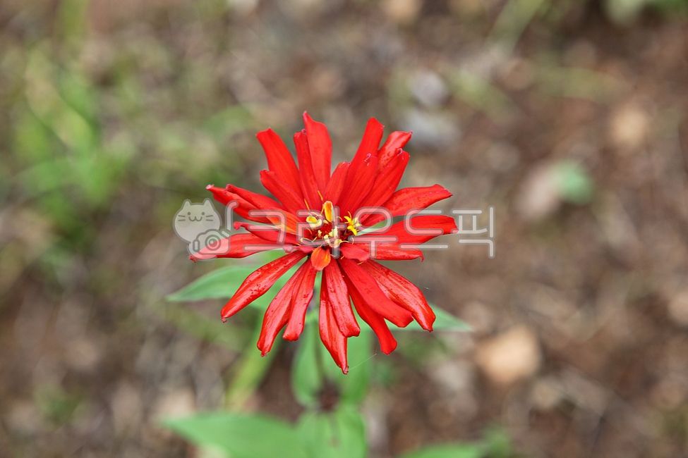 꽃,꽃잎,봄꽃,식물,자연,공원,잎,이파리,봄,개화,만개,야외,꽃,flower