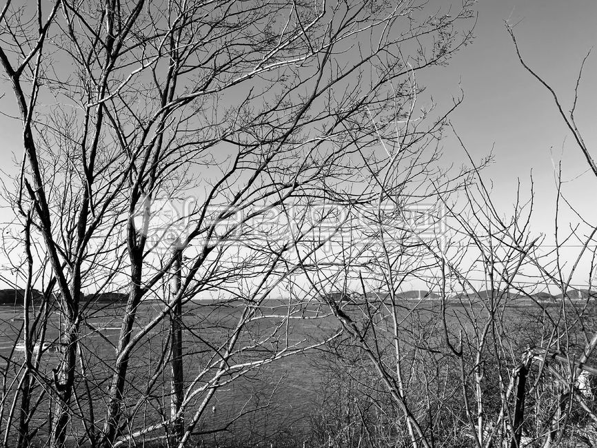 Winter,black and white photo,plant,tree,winter,winter landscape,winter tree,bare,branch,sea