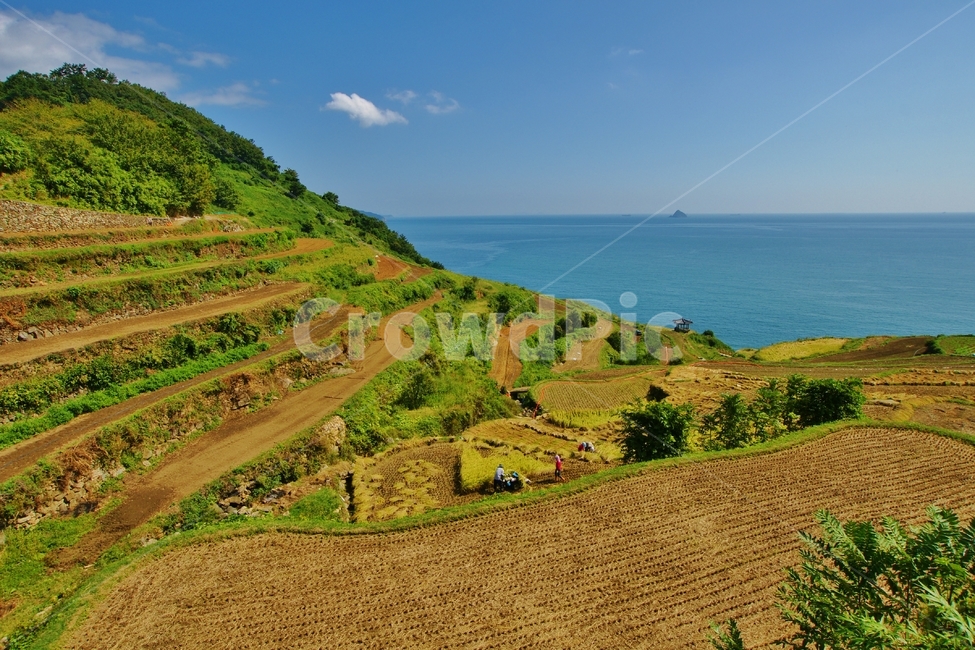 남해,다락논,추수,풍경,농촌,자연,풍경,nature,landscape,산업,industry,industrial,농업,농사,agriculture,farming,farming industry,outdoors,옥외