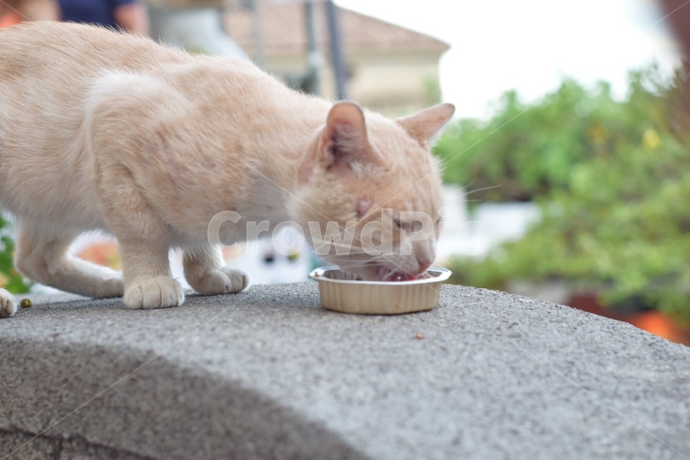 animal,동물,고양이,포유류,cat,동물,animal,포유류,mammal,고양이,cat,kitten,kitty