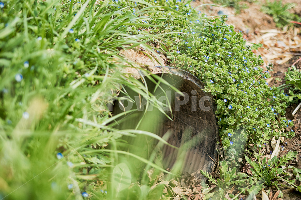 봄,들꽃,잔디,꽃,하수구,식물,자연,plants,nature,꽃,flower