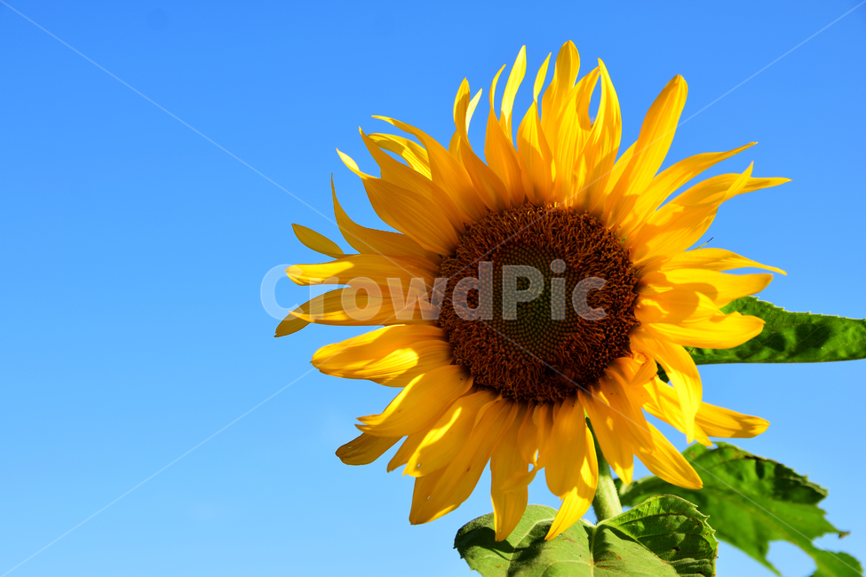 해바라기,해바라기꽃,꽃,해바라기잎,꽃잎,노란꽃,노랑색,플라워,식물,flower,plants,sunflower,yellow,여름,계절,summer,season,식물,자연,plants,nature,꽃,flower,plant,blossom