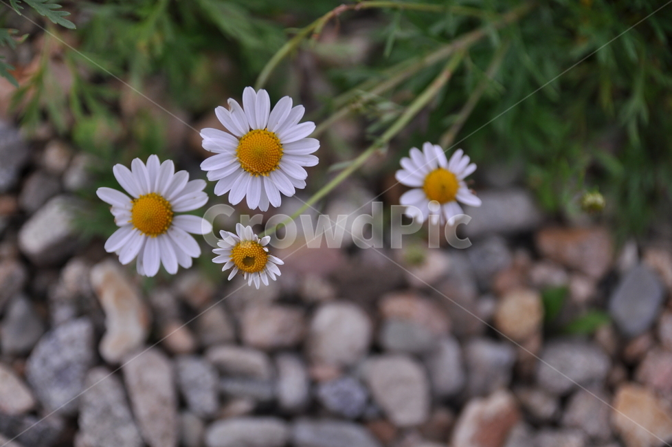 구절초,가을꽃,가을,꽃,들꽃,이름모를꽃,감성꽃,식물,자연,plants,nature,꽃,flower
