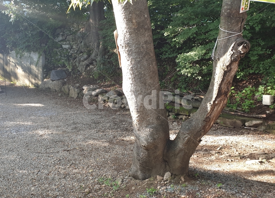 공터,나무,캠핑장,나무줄기,treetrunk,plant