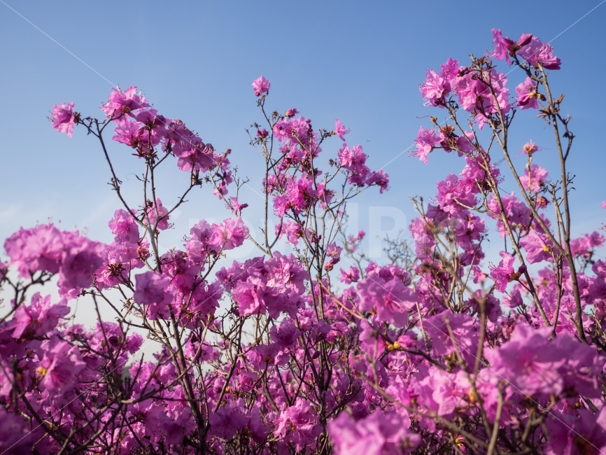 부천,진달래축제,진달래,꽃,봄,봄,계절,spring,season,식물,자연,plants,nature,꽃,flower,plant