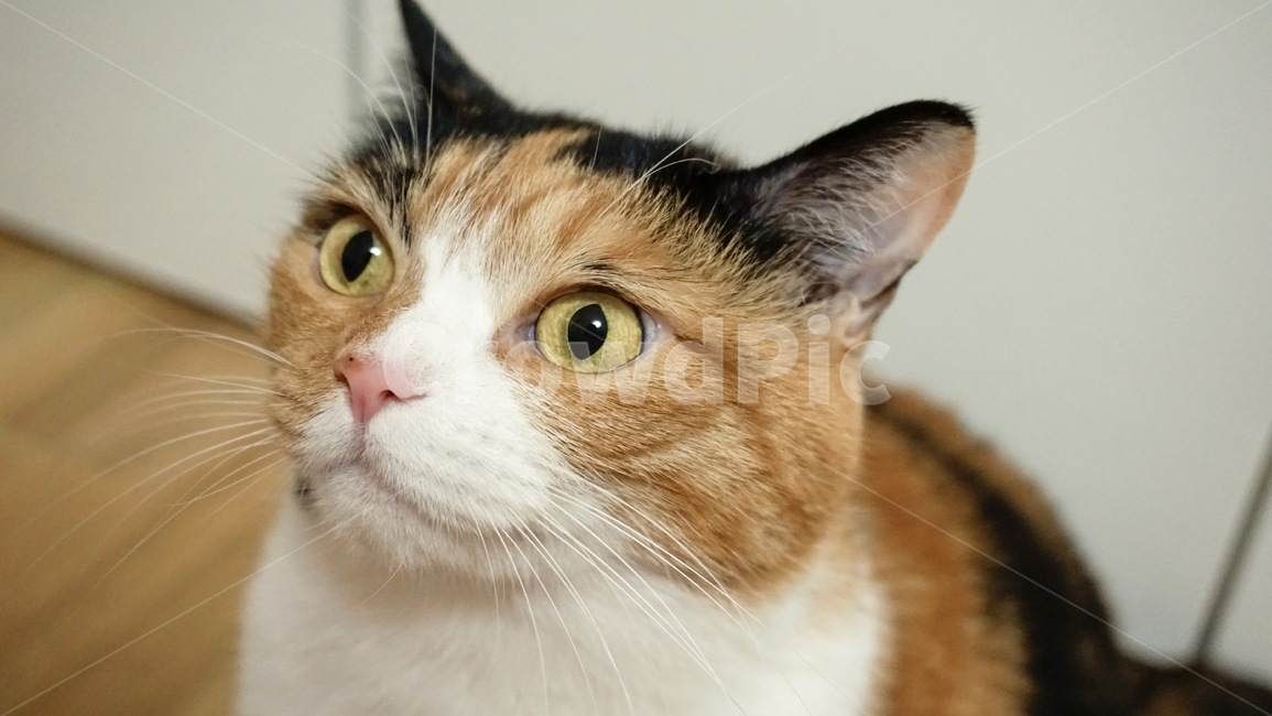 분홍코,삼색고양이,고양이,집고양이,황금눈