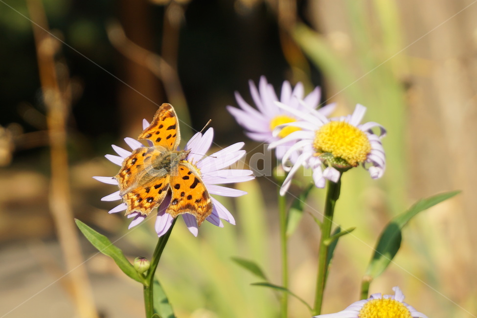 자연,식물,꽃,flowers,나비,식물,자연,plants,nature,꽃,flower,동물,animal,곤충,벌레,insect,bug