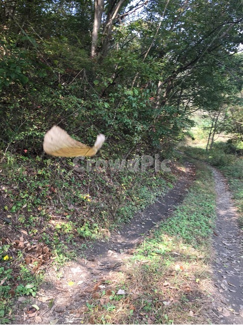 오솔길,낙엽,가을,추락,바람,자연,풍경,nature,landscape,ground,바닥,chicken,치킨,animal,동물,bird,새,fowl,poultry,가금류